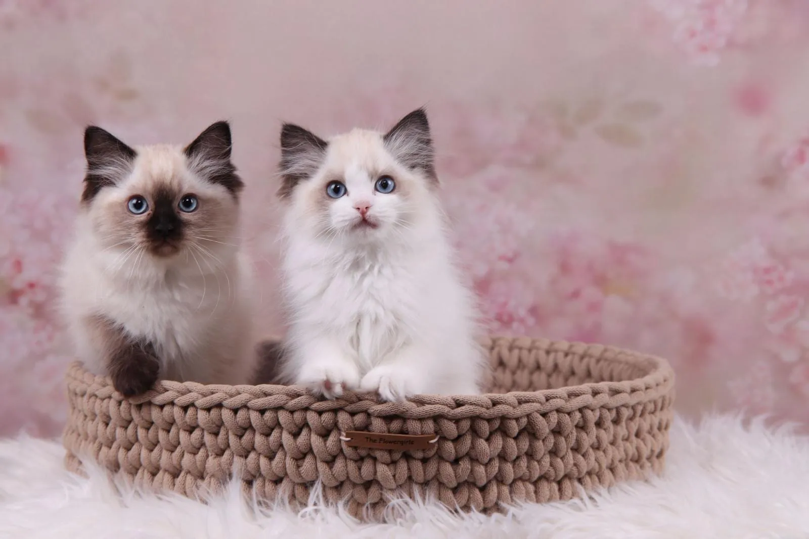 Coco en Zaza als kittens, samen in een mandje
