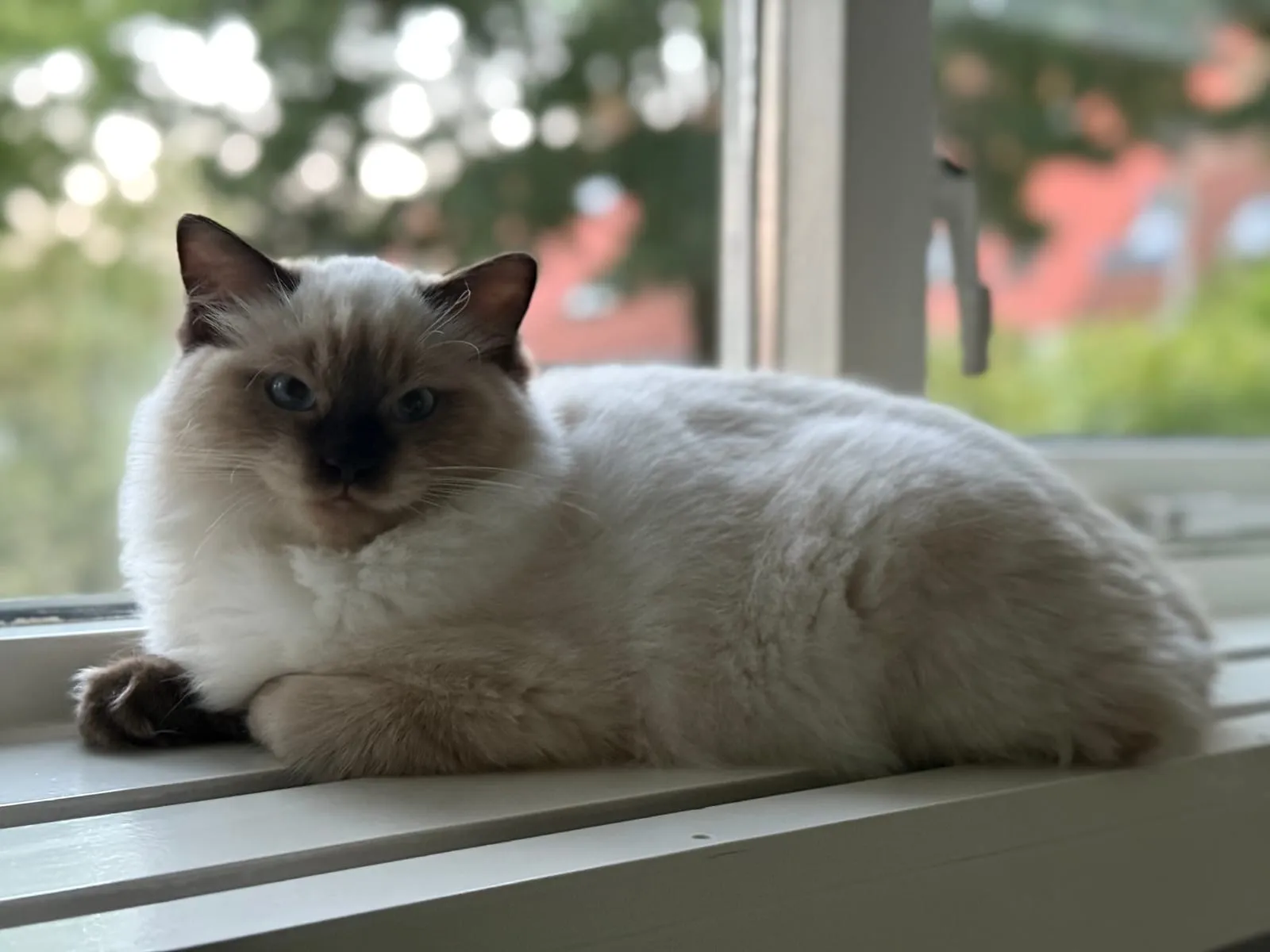 Coco, seal point Ragdoll, rustend op de vensterbank