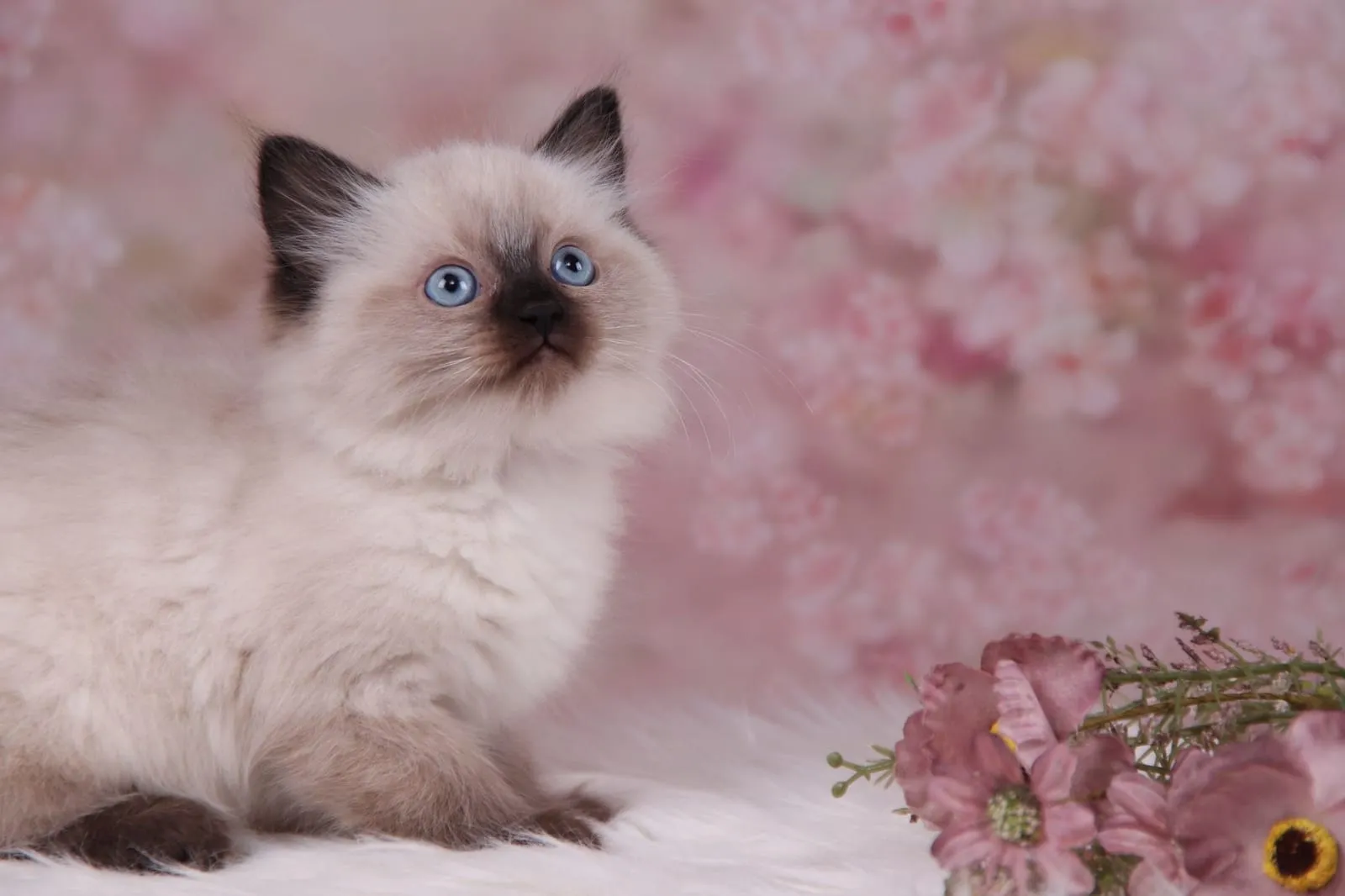 Coco als pasgeboren seal point Ragdoll-kitten
