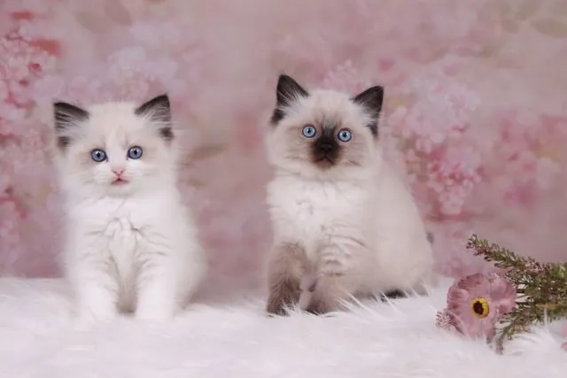 Coco en Zaza als kittens, samen op een zachte deken