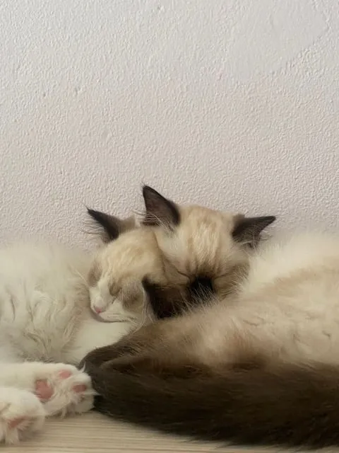 Coco en Zaza dicht tegen elkaar aan in slaap