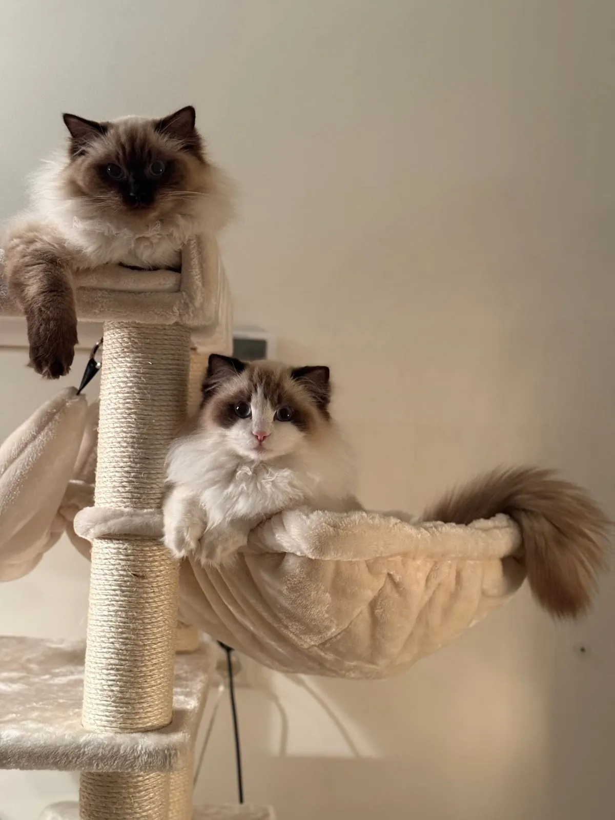 Coco en Zaza samen op de krabpaal