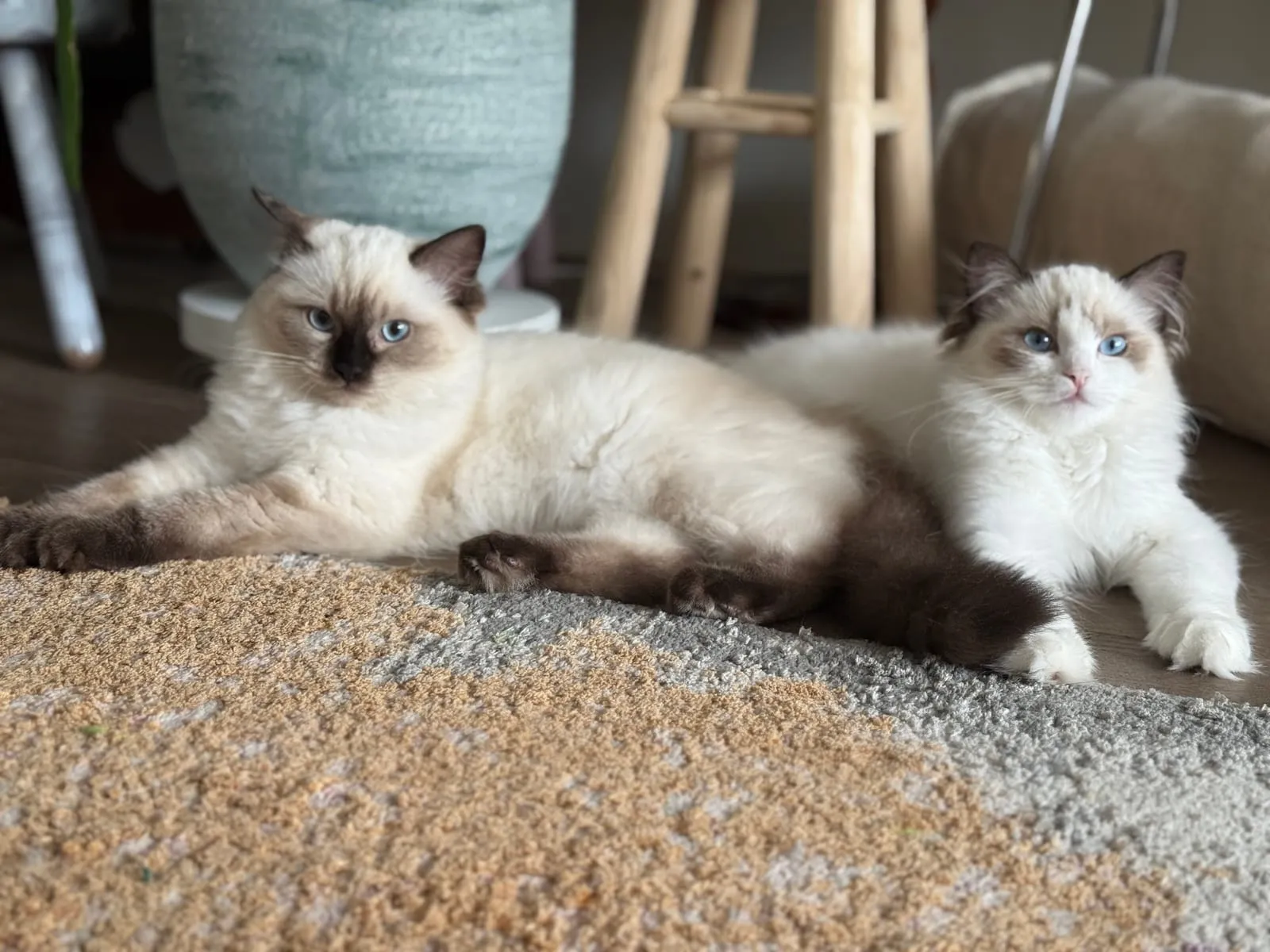Coco en Zaza samen, onze twee Ragdolls