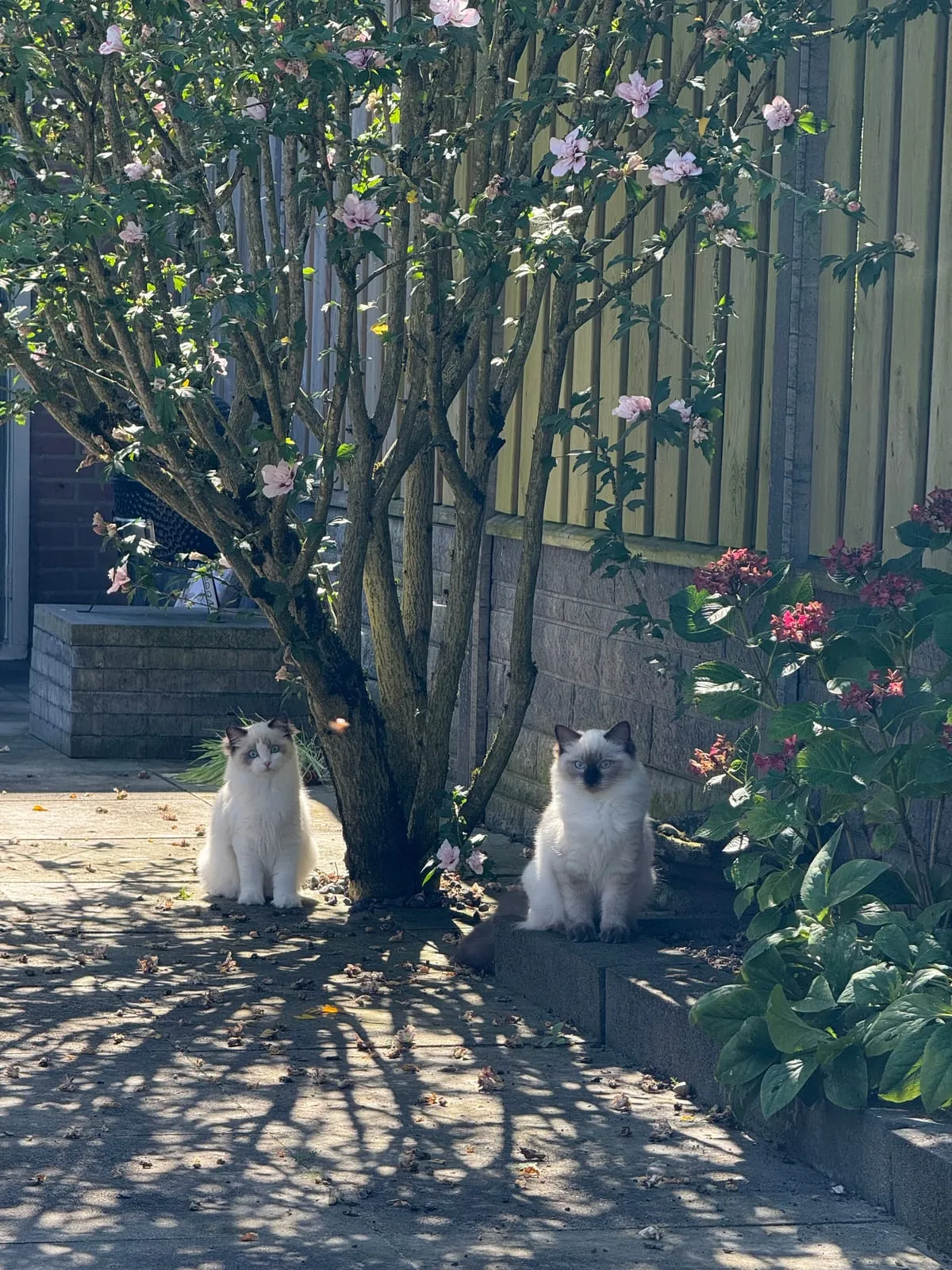 Coco en Zaza samen buiten in de tuin, onder de bloesem