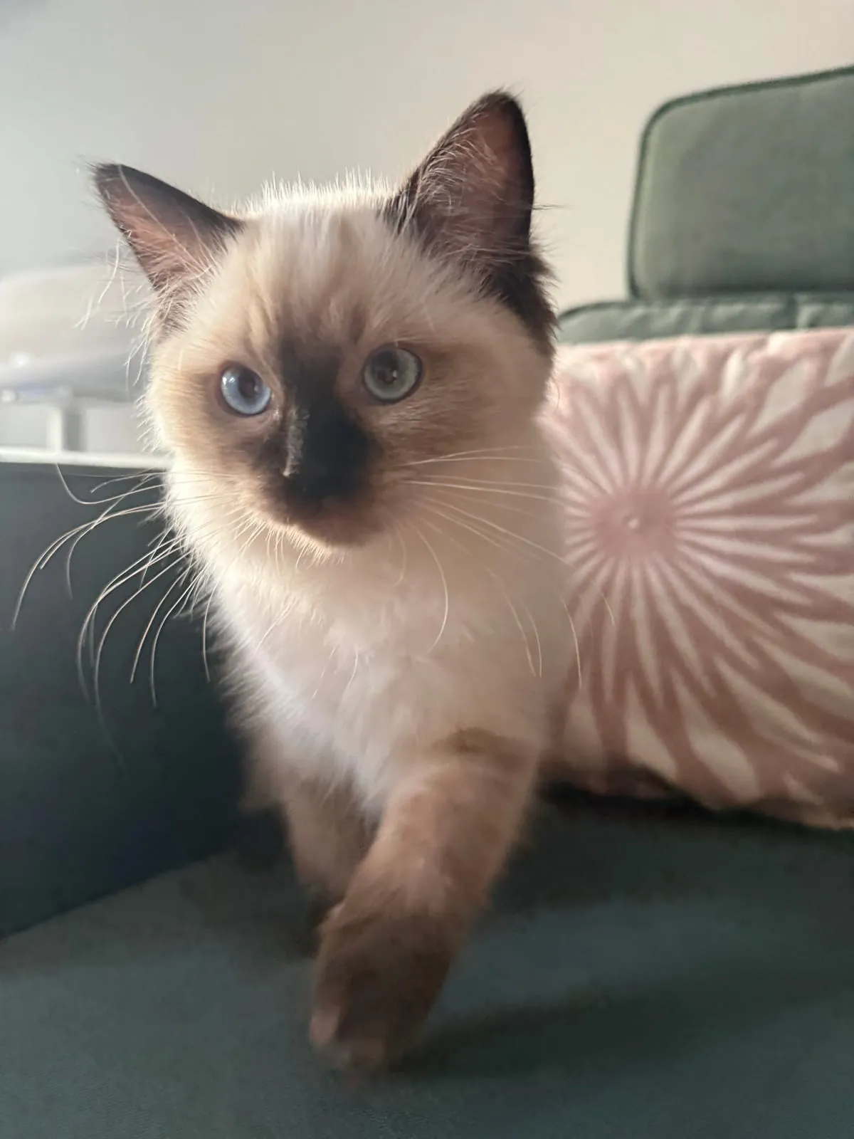 Coco, onze seal point Ragdoll, met diepblauwe ogen