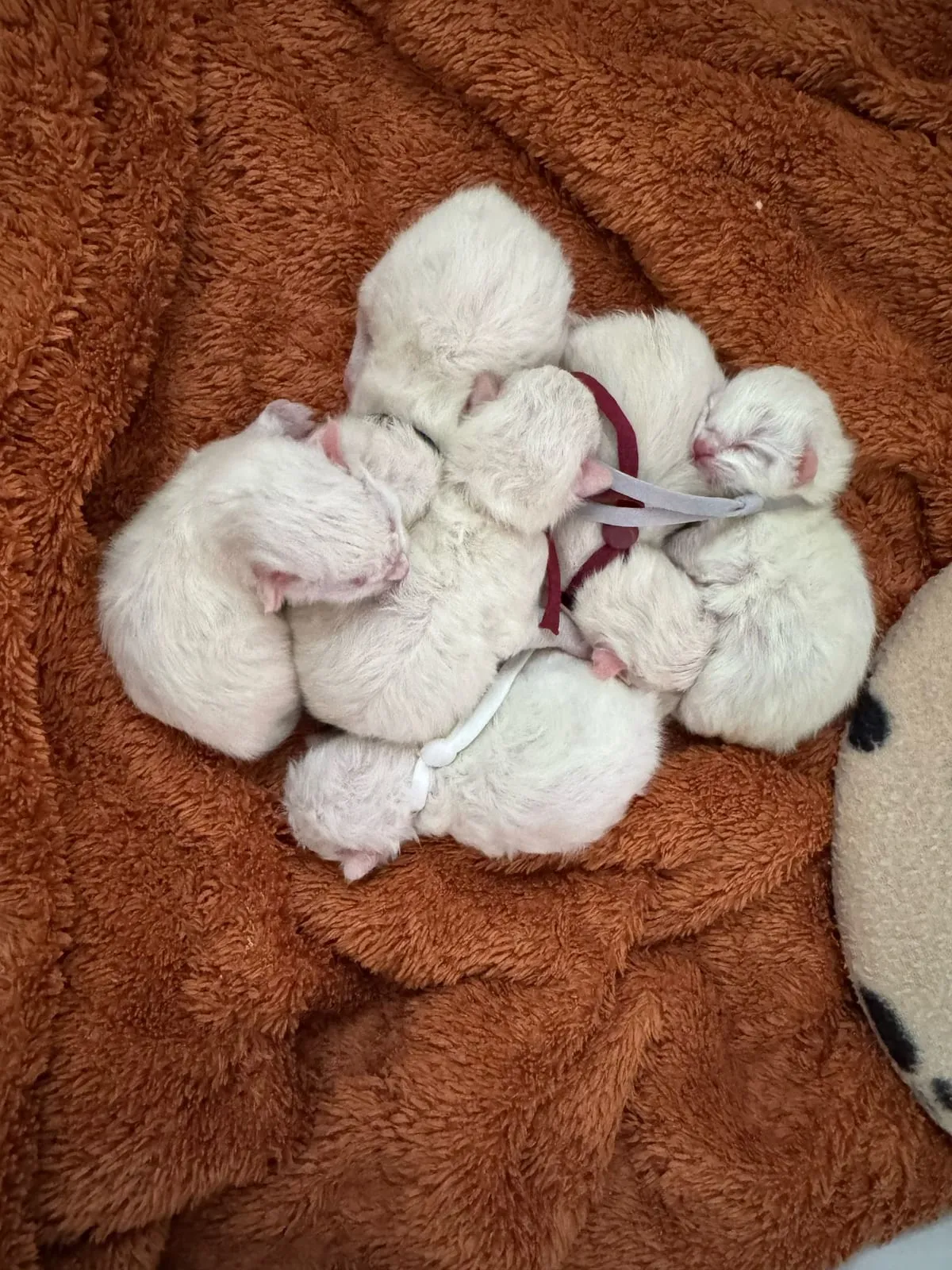 Het pasgeboren nestje Ragdoll-kittens, samen genesteld
