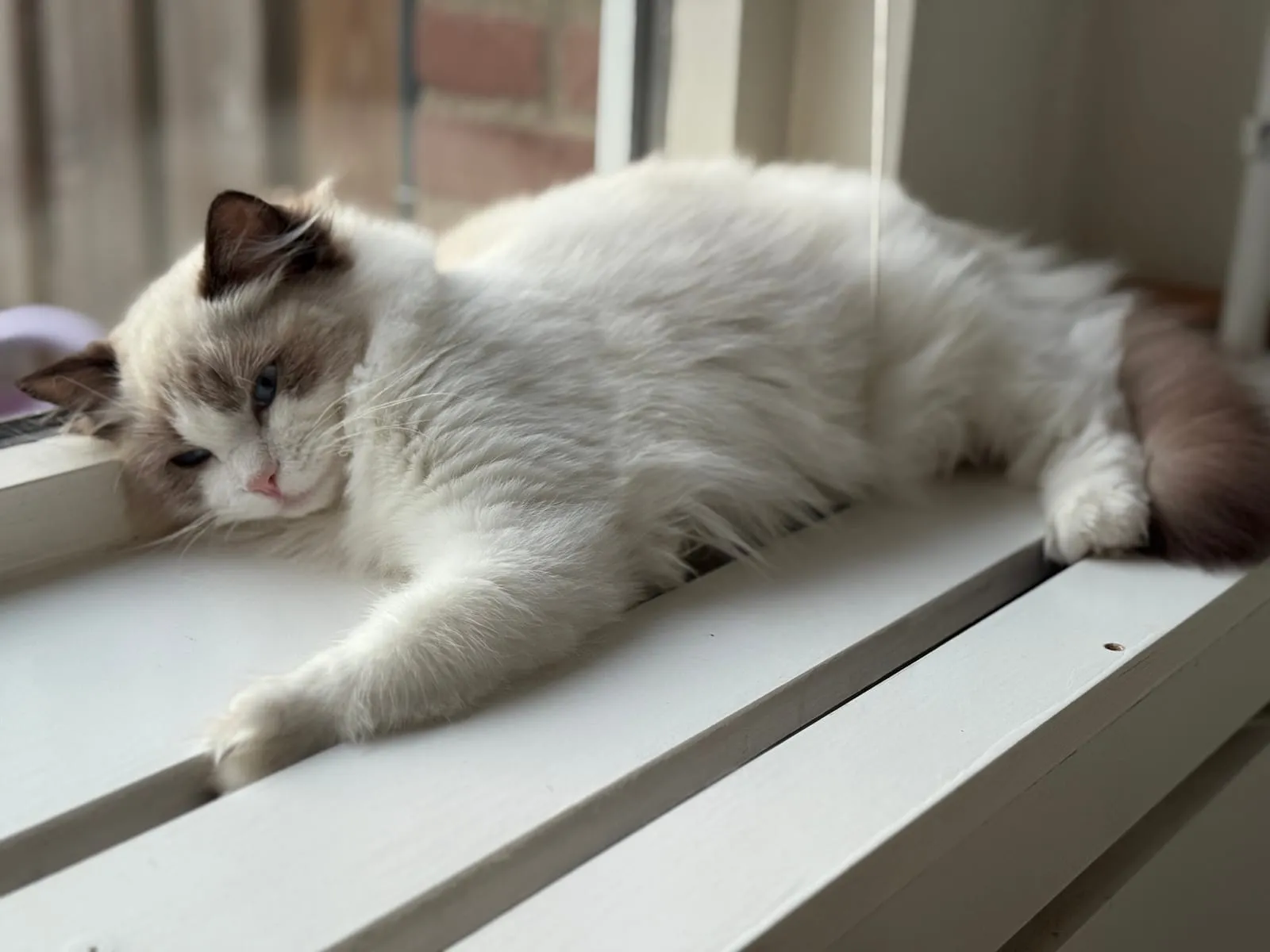 Zaza, seal bicolour Ragdoll, rustend op de vensterbank